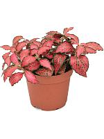 Фиттония Форест Флейм H10 D9 см