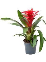 Гузмания Оптима красная H45 D13 см