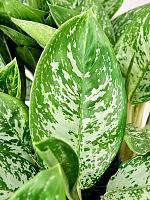 Аглаонема Бритт H45 D17 см