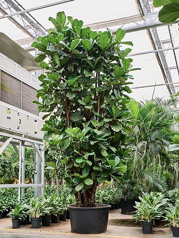 Фикус Лирата многоствольный