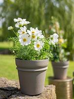 Кашпо Ilvy pot taupe D22 H20 см