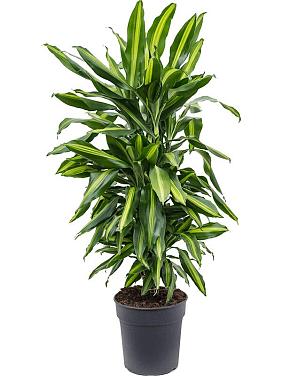 Драцена Фрагранс Чинто разветвленная