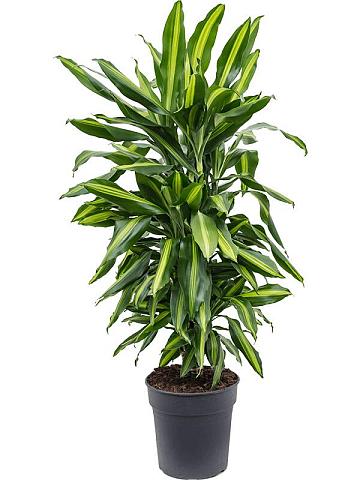 Драцена Фрагранс Чинто разветвленная Драцена Фрагранс Чинто разветвленная
