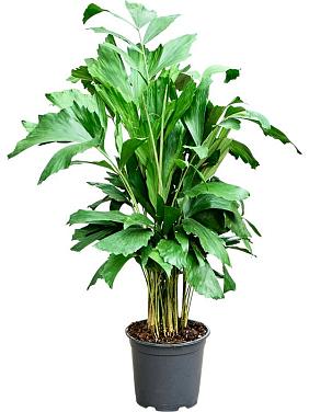 Кариота Митис мягкая Кариота Митис мягкая