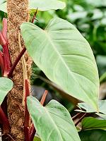 Филодендрон Ред Эмеральд на опоре H100 D21 см