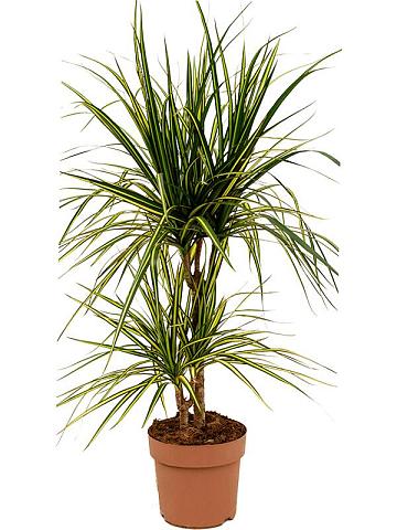 Драцена Маргината Санрей 2 ствола Драцена Маргината Санрей 2 ствола