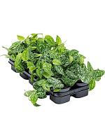 Сциндапсус Пиктус H15 D12 см