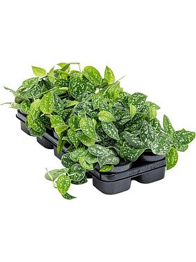 Сциндапсус Пиктус Сциндапсус Пиктус