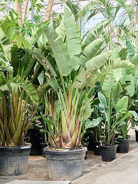 Стрелиция Николая Стрелиция Николая