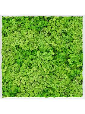 Картина из мха mdf ral 9010 satin gloss 100% reindeer moss (light grass green) Картина из мха mdf ral 9010 satin gloss 100% reindeer moss (light grass green)