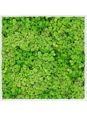 Картина из мха mdf ral 9010 satin gloss 100% reindeer moss (light grass green) Картина из мха mdf ral 9010 satin gloss 100% reindeer moss (light grass green)