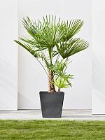 Кашпо Ecopots rotterdam wheels 50 dark grey L50 W50 H48 см