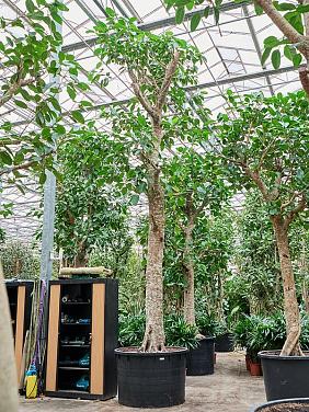 Фикус Альтиссимо Фикус Альтиссимо