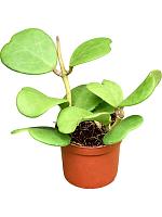 Хойя Керри H20 D9 см