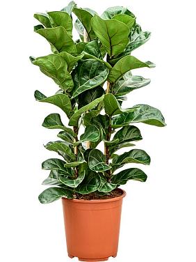 Фикус Лирата бамбино Фикус Лирата бамбино