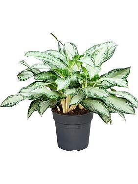 Аглаонема Голден Бей Аглаонема Голден Бей