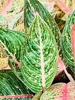 Аглаонема Старшайн H30 D13 см