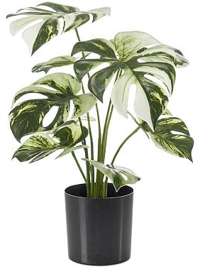 Монстера бело-зеленая искусственная