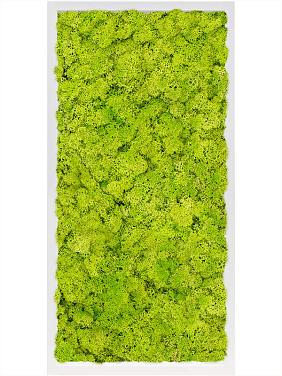 Картина из мха mdf ral 9010 satin gloss 100% reindeer moss (spring green) Картина из мха mdf ral 9010 satin gloss 100% reindeer moss (spring green)