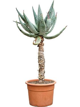 Алоэ Марлота Алоэ Марлота