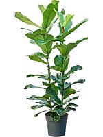 Фикус Лирата H110 D30 см