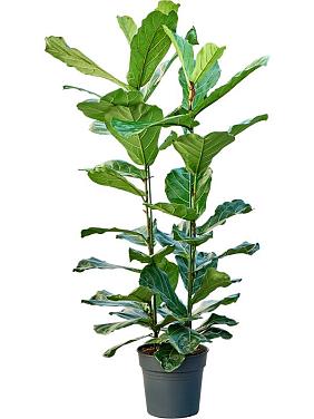 Фикус Лирата