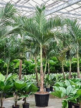 Вейтчия Мерилли (Адонидия) Вейтчия Мерилли (Адонидия)