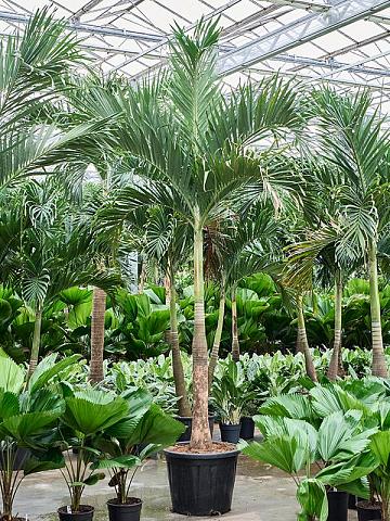 Вейтчия Мерилли (Адонидия)