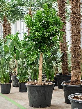 Муррайя метельчатая Муррайя метельчатая