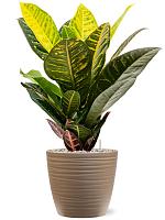 Кротон (Кодиеум) Петра H55 D17 см