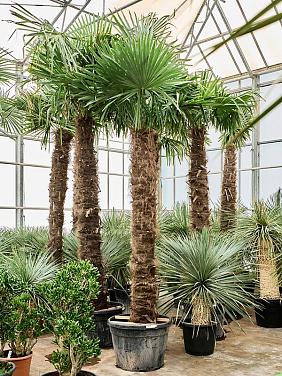 Трахикарпус Форчуна Трахикарпус Форчуна