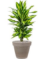 Драцена Фрагранс Чинто разветвленная H70 D21 см