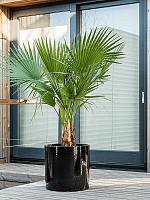 Кашпо Cylinder pot black D30 H30 см Кашпо Cylinder pot black D30 H30 см