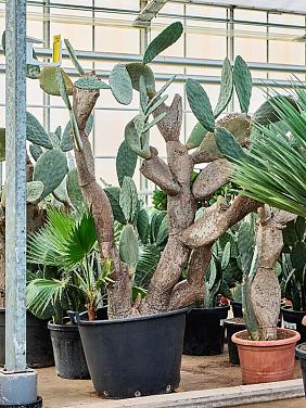 Опунция Индийская Опунция Индийская