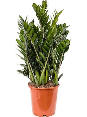 Замиокулькас Супер Нова Замиокулькас Супер Нова