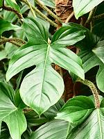 Филодендрон чешуеносный Сквамиферум H120 D27 см
