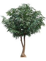 Лонгифолия искусственная W300 H400 см Лонгифолия искусственная W300 H400 см