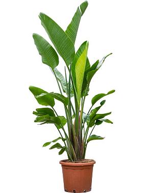 Стрелиция Николая Стрелиция Николая