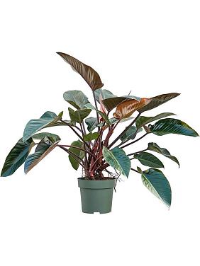 Филодендрон Ред Бьюти Филодендрон Ред Бьюти