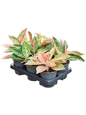 Аглаонема Старшайн Аглаонема Старшайн