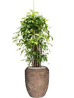 Драцена Суркулоза Годсефа H130 D27 см