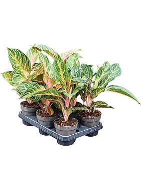 Аглаонема Дримкетчер Аглаонема Дримкетчер