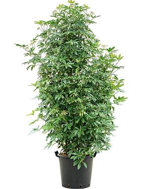 Шеффлера Компакта разветвленная Шеффлера Компакта разветвленная