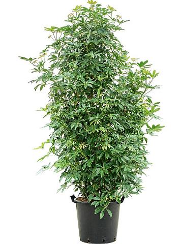 Шеффлера Компакта разветвленная Шеффлера Компакта разветвленная