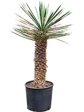 Юкка Филифера