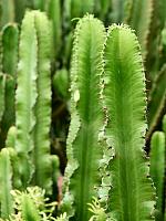 Молочай Эритрейский (Эуфорбия Эритрея) H125 D24 см