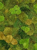 Картина из мха mdf ral 9005 satin gloss 20% flat and 80% exclusive moss (mix) L60 W40 H6 см