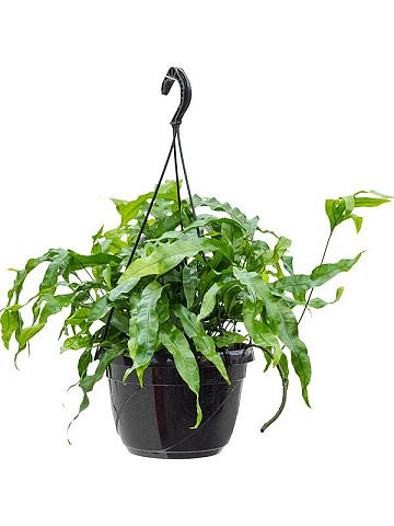 Микросорум Диверсифолиум разнолистный ампельный Микросорум Диверсифолиум разнолистный ампельный