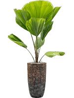 Кашпо Baq luxe lite universe comet partner bronze D38 H69 см