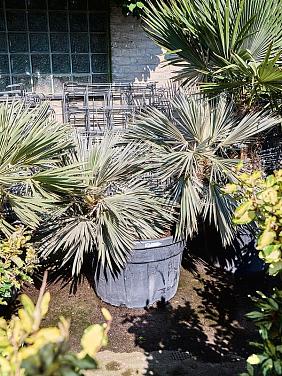 Тритринакс Равнинный 2 ствола